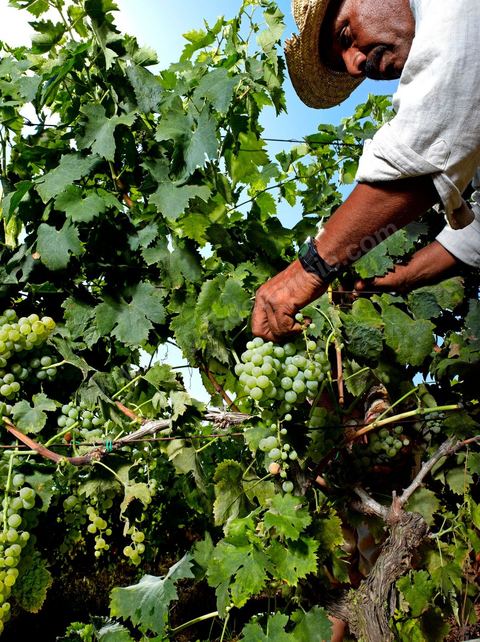 homme pendant les vendanges au domaine de Kelibia, vendangeurs ramassant les grappes de raisins blanc pour cuvée Kélibia 2009 au coeur des vignes