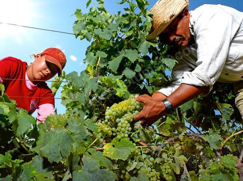 homme et femme pendant les vendanges au domaine de Kelibia, vendangeurs ramassant les grappes de raisins blanc pour cuvée Kélibia 2009 au coeur des vignes