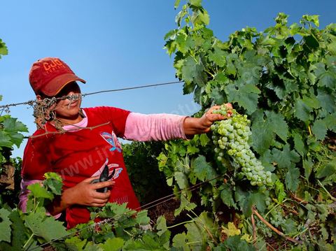 Femme pendant les vendanges au domaine de Kelibia, vendangeurs ramassant les grappes de raisins blanc pour cuvée Kélibia 2009 au coeur des vignes