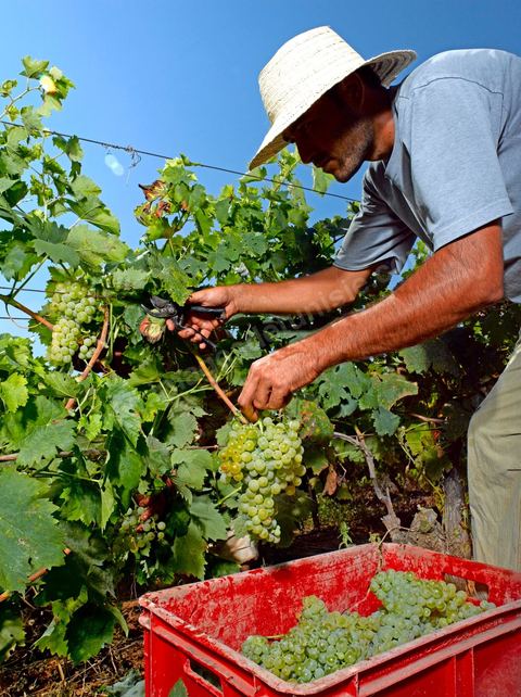 homme pendant les vendanges au domaine de Kelibia, vendangeurs ramassant les grappes de raisins blanc pour cuvée Kélibia 2009 au coeur des vignes