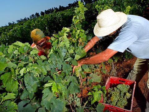 homme et femme pendant les vendanges au domaine de Kelibia, vendangeurs ramassant les grappes de raisins blanc pour cuvée Kélibia 2009 au coeur des vignes