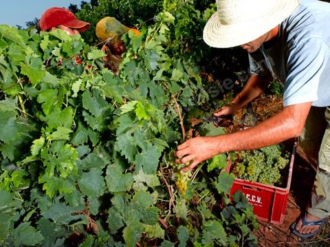 homme et femme pendant les vendanges au domaine de Kelibia, vendangeurs ramassant les grappes de raisins blanc pour cuvée Kélibia 2009 au coeur des vignes