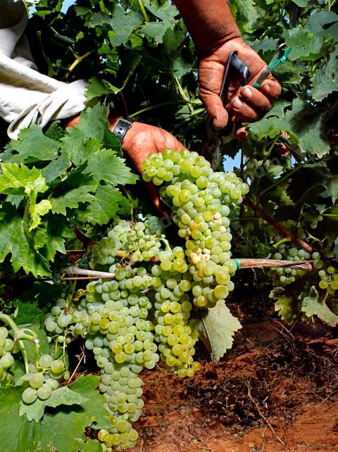 homme pendant les vendanges au domaine de Kelibia, vendangeurs ramassant les grappes de raisins blanc pour cuvée Kélibia 2009 au coeur des vignes