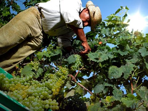 homme pendant les vendanges au domaine de Kelibia, vendangeurs ramassant les grappes de raisins blanc pour cuvée Kélibia 2009 au coeur des vignes