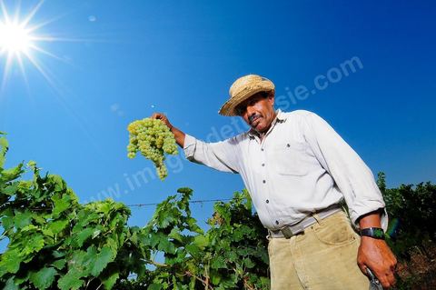 homme pendant les vendanges au domaine de Kelibia, vendangeurs avec grappe de raisins blanc pour cuvée Kélibia 2009 au coeur des vignes