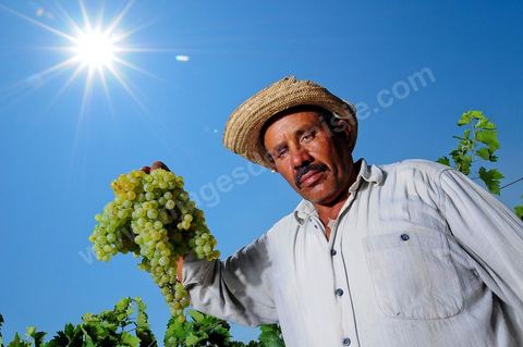 homme pendant les vendanges au domaine de Kelibia, vendangeurs avec grappe de raisins blanc pour cuvée Kélibia 2009 au coeur des vignes