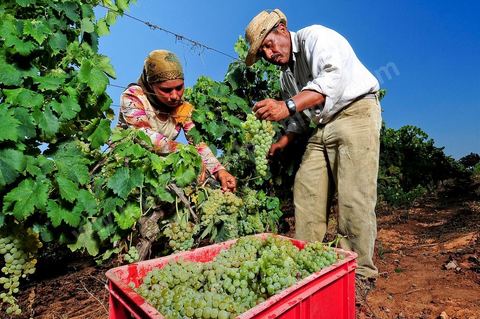 homme et femme pendant les vendanges au domaine de Kelibia, vendangeurs ramassant les grappes de raisins blanc pour cuvée Kélibia 2009 au coeur des vignes