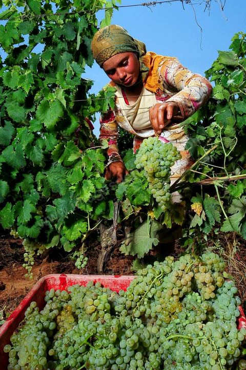femme pendant les vendanges au domaine de Kelibia, vendangeuse ramassant les grappes de raisins blanc pour cuvée Kélibia 2009 au coeur des vignes
