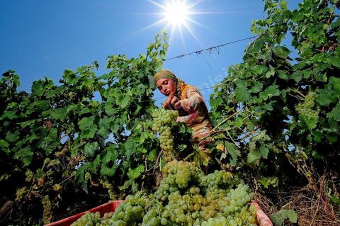 femme pendant les vendanges au domaine de Kelibia, vendangeuse ramassant les grappes de raisins blanc pour cuvée Kélibia 2009 au coeur des vignes