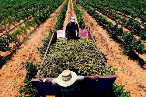 Vendanges au domaine de Kelibia