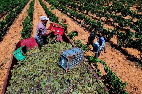 Vendanges au domaine de Kelibia