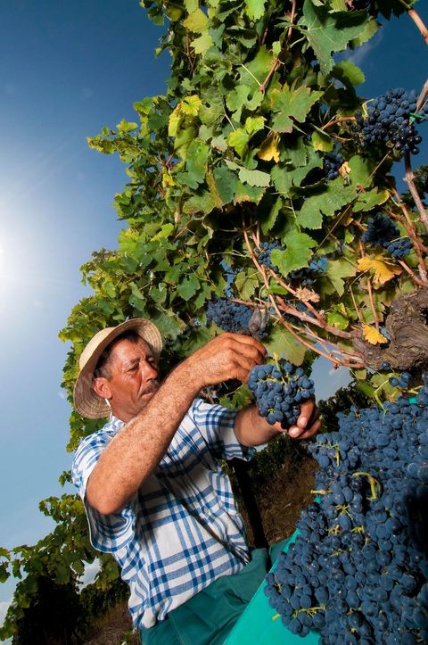 homme pendant les vendanges au domaine de Magon, vendangeurs ramassant les grappes de raisins rouge pour cuvée 2009 au coeur des vignes