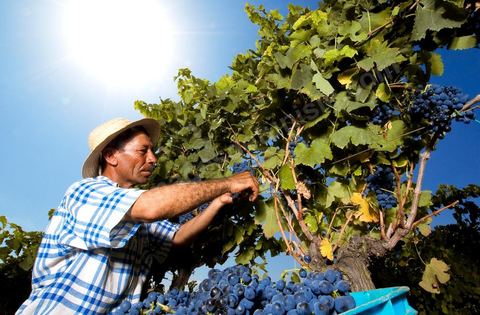 homme pendant les vendanges au domaine de Magon, vendangeurs ramassant les grappes de raisins rouge pour cuvée 2009 au coeur des vignes
