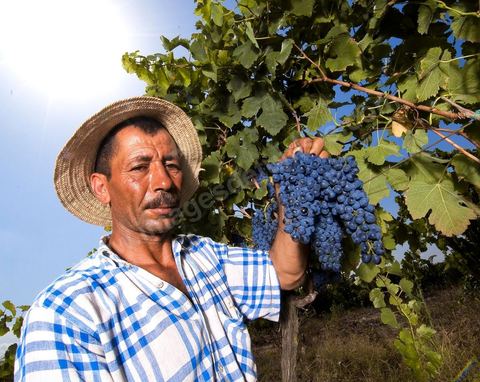 homme pendant les vendanges au domaine de Magon, vendangeurs ramassant les grappes de raisins rouge pour cuvée 2009 au coeur des vignes