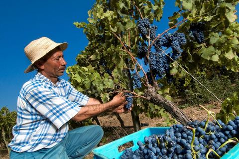 homme pendant les vendanges au domaine de Magon, vendangeurs ramassant les grappes de raisins rouge pour cuvée 2009 au coeur des vignes