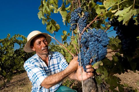 homme pendant les vendanges au domaine de Magon, vendangeurs ramassant les grappes de raisins rouge pour cuvée 2009 au coeur des vignes