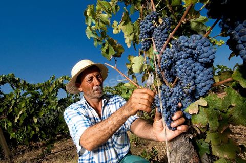 homme pendant les vendanges au domaine de Magon, vendangeurs ramassant les grappes de raisins rouge pour cuvée 2009 au coeur des vignes