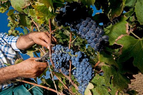 homme pendant les vendanges au domaine de Magon, vendangeurs ramassant les grappes de raisins rouge pour cuvée 2009 au coeur des vignes