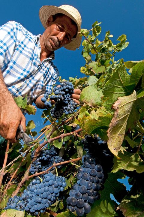 homme pendant les vendanges au domaine de Magon, vendangeurs ramassant les grappes de raisins rouge pour cuvée 2009 au coeur des vignes