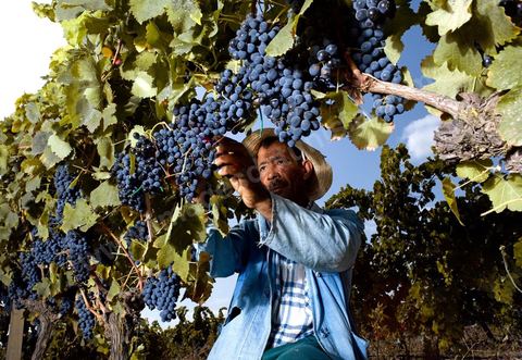 homme pendant les vendanges au domaine de Magon, vendangeurs ramassant les grappes de raisins rouge pour cuvée 2009 au coeur des vignes