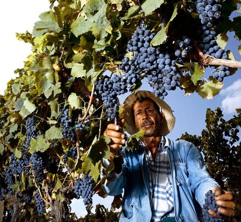 homme pendant les vendanges au domaine de Magon, vendangeurs ramassant les grappes de raisins rouge pour cuvée 2009 au coeur des vignes