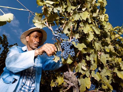 homme pendant les vendanges au domaine de Magon, vendangeurs ramassant les grappes de raisins rouge pour cuvée 2009 au coeur des vignes