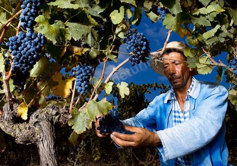 homme pendant les vendanges au domaine de Magon, vendangeurs ramassant les grappes de raisins rouge pour cuvée 2009 au coeur des vignes