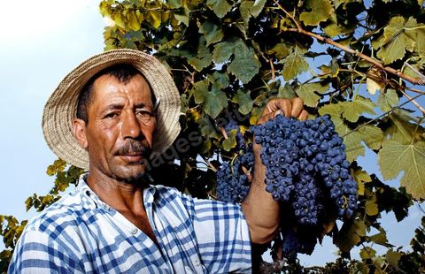 homme pendant les vendanges au domaine de Magon, vendangeurs ramassant les grappes de raisins rouge pour cuvée 2009 au coeur des vignes