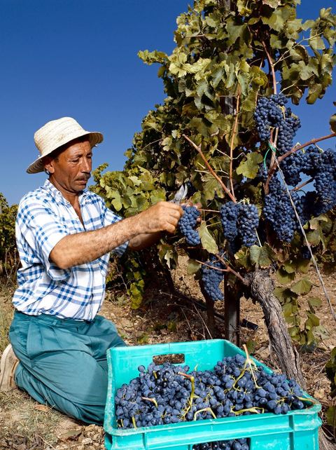 homme pendant les vendanges au domaine de Magon, vendangeurs ramassant les grappes de raisins rouge pour cuvée 2009 au coeur des vignes