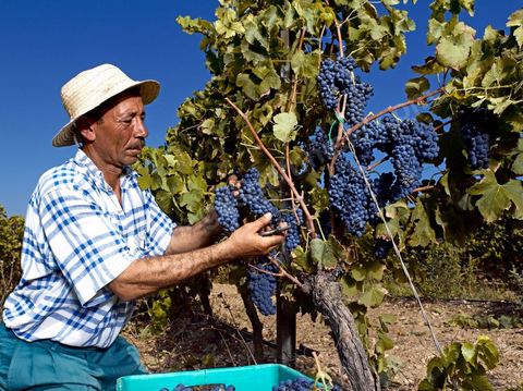 homme pendant les vendanges au domaine de Magon, vendangeurs ramassant les grappes de raisins rouge pour cuvée 2009 au coeur des vignes