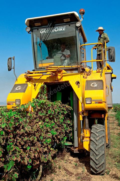 Vendanges automatiques à la machine pendant les vendanges au domaine de Magon.