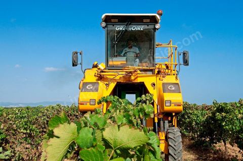 Vendanges automatiques à la machine pendant les vendanges au domaine de Magon.