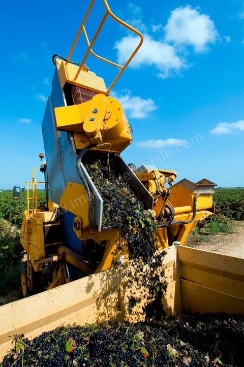 Vendanges automatiques à la machine pendant les vendanges au domaine de Magon.