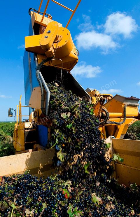 Vendanges automatiques à la machine pendant les vendanges au domaine de Magon.