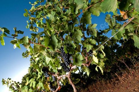 Grappes de raisins et vignes pendant les vendanges dans le domaine de Tekelsa dans la région du Cap Bon