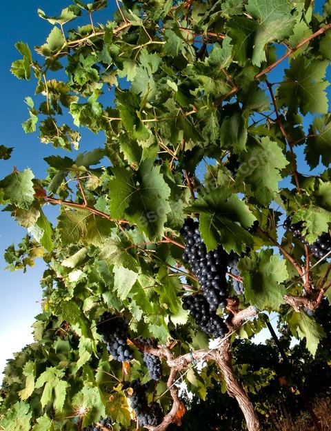 Grappes de raisins et vignes pendant les vendanges dans le domaine de Tekelsa dans la région du Cap Bon