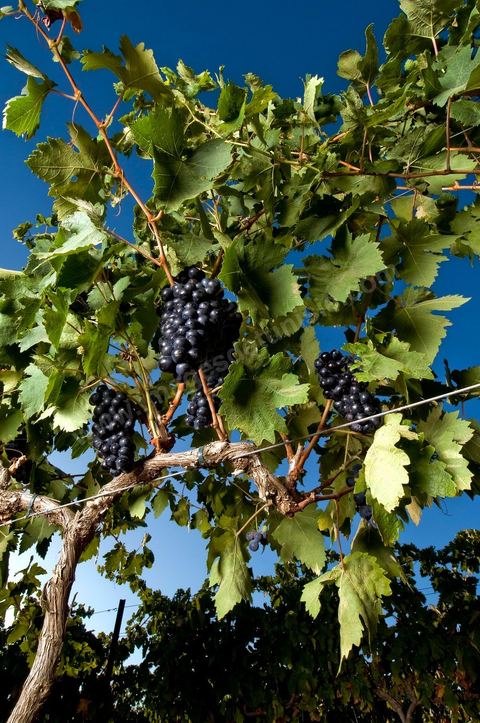 Grappes de raisins et vignes pendant les vendanges dans le domaine de Tekelsa dans la région du Cap Bon