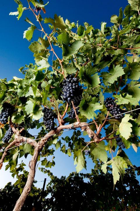 Grappes de raisins et vignes pendant les vendanges dans le domaine de Tekelsa dans la région du Cap Bon