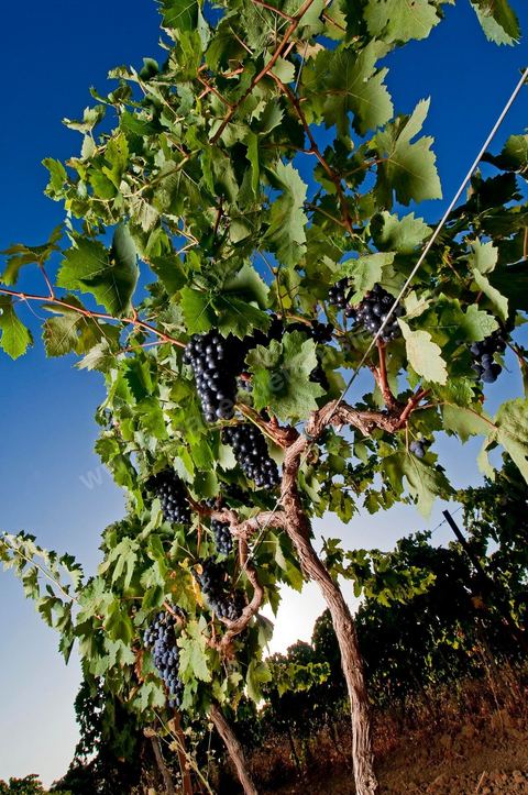 Grappes de raisins et vignes pendant les vendanges dans le domaine de Tekelsa dans la région du Cap Bon