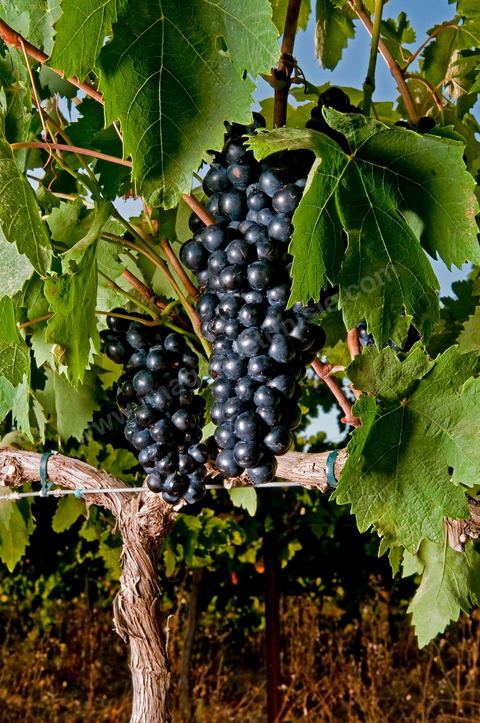 Grappes de raisins et vignes pendant les vendanges dans le domaine de Tekelsa dans la région du Cap Bon