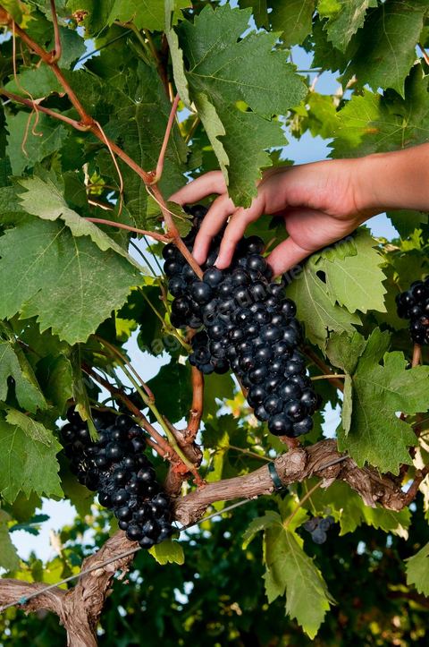 femme faisant les vendanges. Grappes de raisins et vignes pendant les vendanges dans le domaine de Tekelsa dans la région du Cap Bon