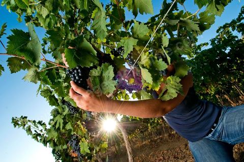 femme faisant les vendanges. Grappes de raisins et vignes pendant les vendanges dans le domaine de Tekelsa dans la région du Cap Bon