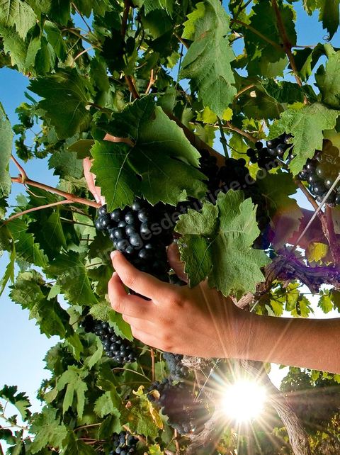 femme faisant les vendanges. Grappes de raisins et vignes pendant les vendanges dans le domaine de Tekelsa dans la région du Cap Bon