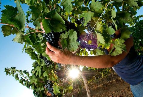 femme faisant les vendanges. Grappes de raisins et vignes pendant les vendanges dans le domaine de Tekelsa dans la région du Cap Bon