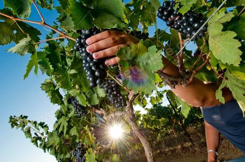 femme faisant les vendanges. Grappes de raisins et vignes pendant les vendanges dans le domaine de Tekelsa dans la région du Cap Bon