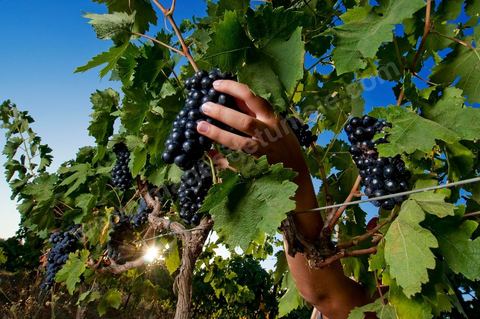 femme faisant les vendanges. Grappes de raisins et vignes pendant les vendanges dans le domaine de Tekelsa dans la région du Cap Bon