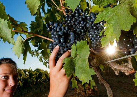 femme faisant les vendanges. Grappes de raisins et vignes pendant les vendanges dans le domaine de Tekelsa dans la région du Cap Bon