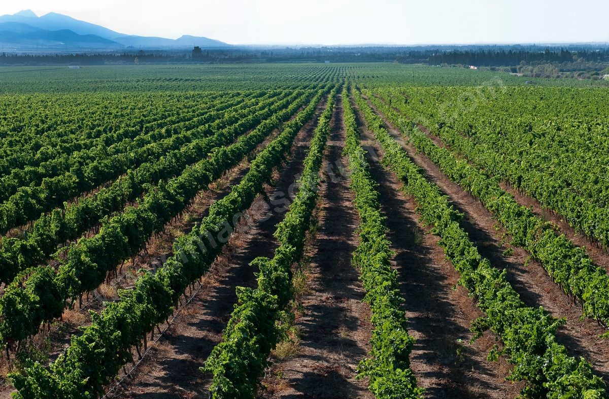 vignes et vignobles