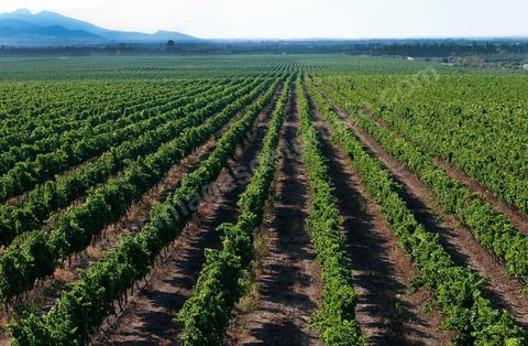 Vines and Grapes from the Magon Estate 