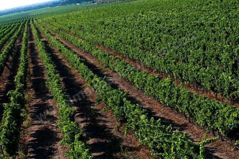 Vines and Grapes from the Magon Estate 